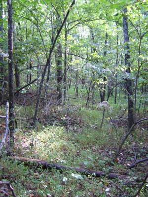 ridge top pasture